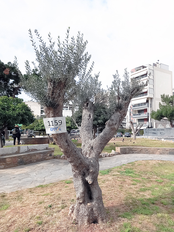 Οι ελιές της Αιγιάλειας συνεχίζουν να «κοσμούν» την Αθήνα